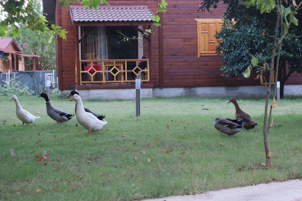 Maji Village Çıralı Exterior foto