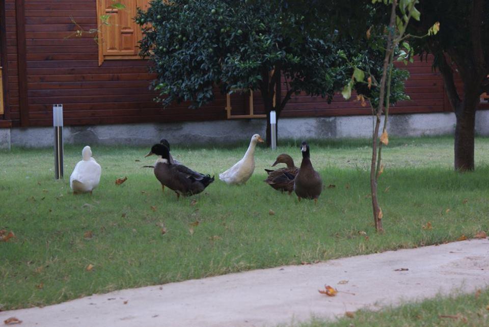 Maji Village Çıralı Exterior foto